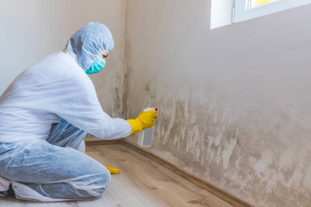 Licensed Mold Remediation service in Okemos, MI - WQB Mold Removal
